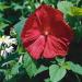 Hibiscus Luna Red Plants