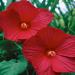 Perennial Hibiscus Rose Flower Garden