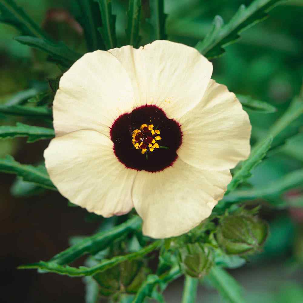 Hibiscus Trionum Garden Flowers