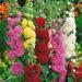 Alcea Rosea Double Mix Garden Flowers