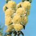 Hollyhock Double Yellow Flower Seeds