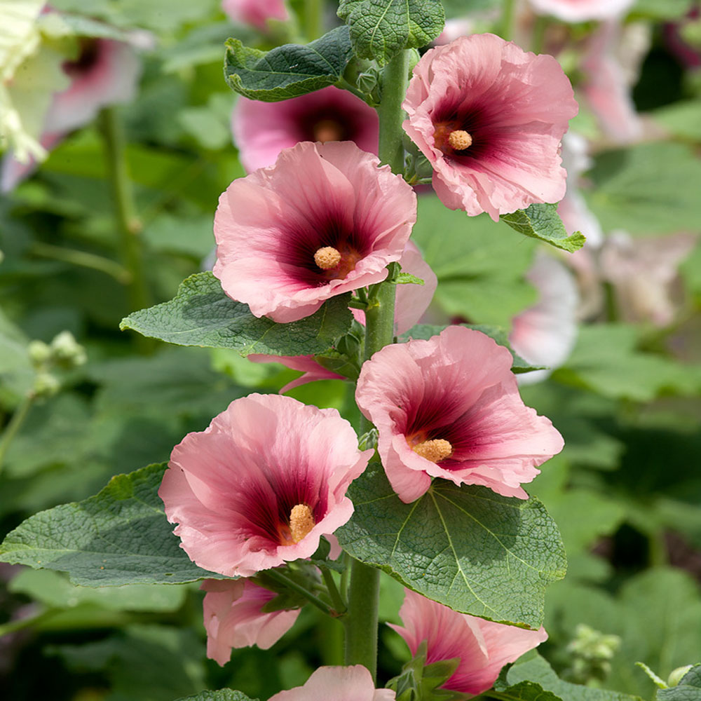Perennial Alcea Rosea Halo Apricot Hollyhock Garden Flower Seeds