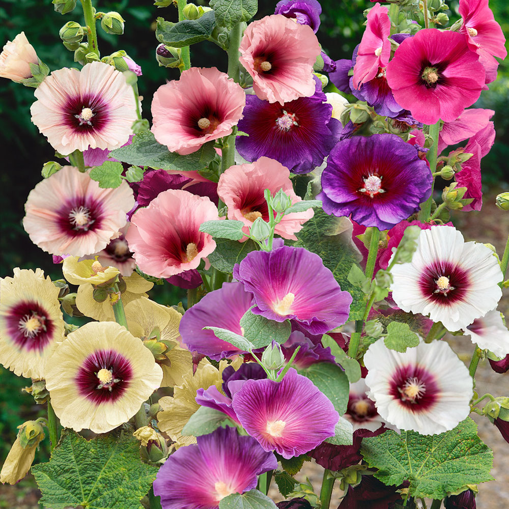 Alcea Rosea Halo Hollyhock Garden Flower Plant Seed Mix