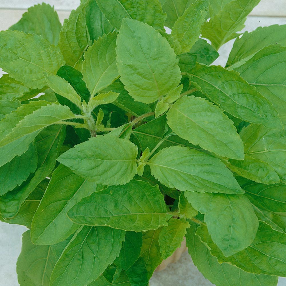 Basil Seeds Holy Basil Herb Seed