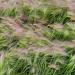 Hordeum Jubatum Grass