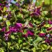 Dolichos Lablab Hyacinth Bean Vine