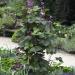 Dolichos Lablab Hyacinth Bean Climbing Plants