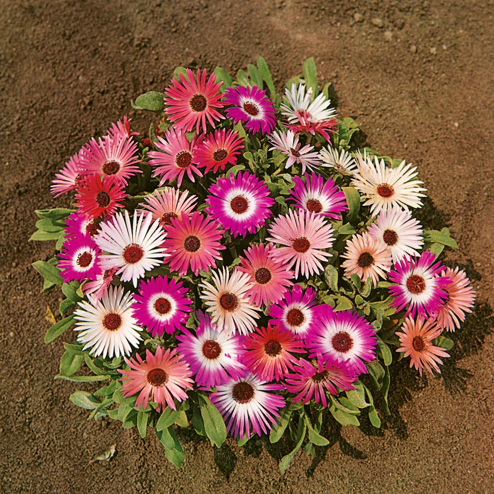 Livingstone Daisy Ground Cover Mix