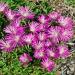 Delosperma Table Mountain Succulent