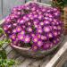 Delosperma Table Mountain Container Plants