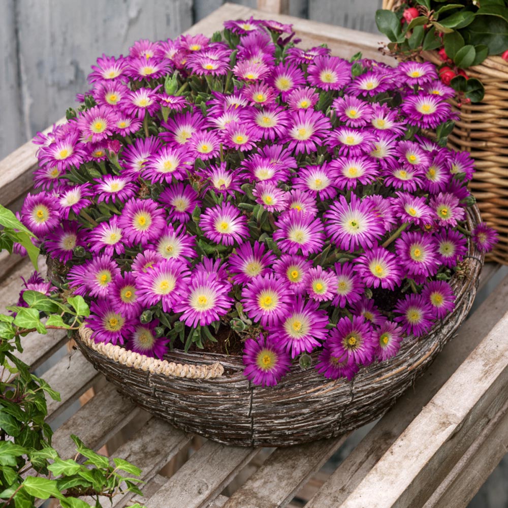 Ice Plant Delosperma Cooperi Table Mountain Drought Tolerant Ground Cover Plant Seed Ice Plant Delosperma Cooperi Table Mountain Drought Tolerant Ground Cover Plant Seed