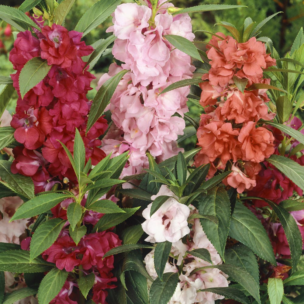 Impatiens Balsama Mix