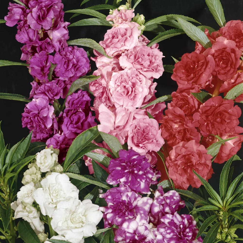 Impatiens Balsam Flowers Seed Mix