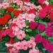Impatiens Formula Flower Seed Mix
