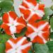 Impatiens Orange Star Flowers