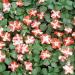 Impatiens Orange Star Garden Flowers