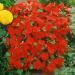 Scarlet Impatiens Garden Flowers