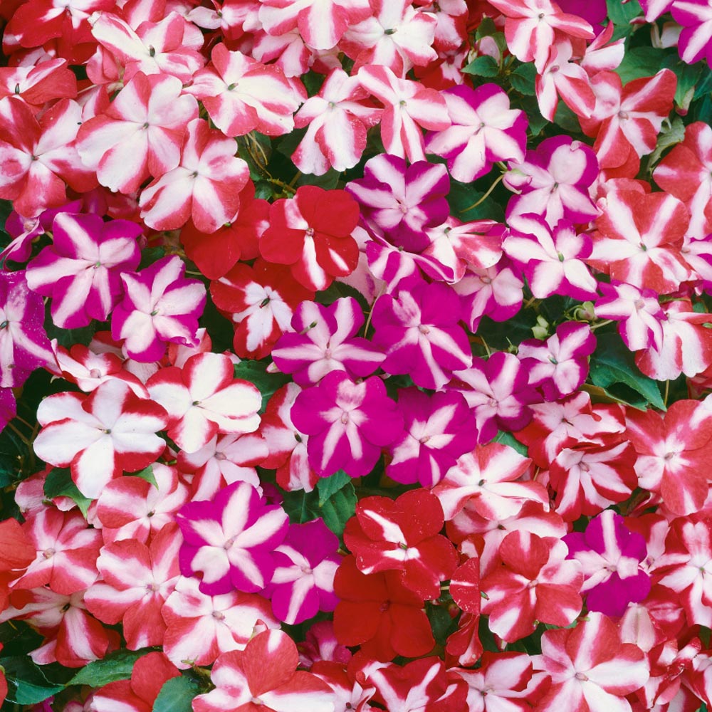 Impatiens Star Flower Mix