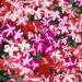 Impatiens Star Garden Flower Mix