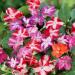 Impatiens Star Patio Mix