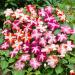 Impatiens Star Planter Box Mix