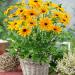 Rudbeckia Indian Summer Garden Flower