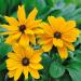 Gloriosa Daisy Indian Summer Plants