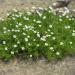 Sagina Subulata Ground Cover