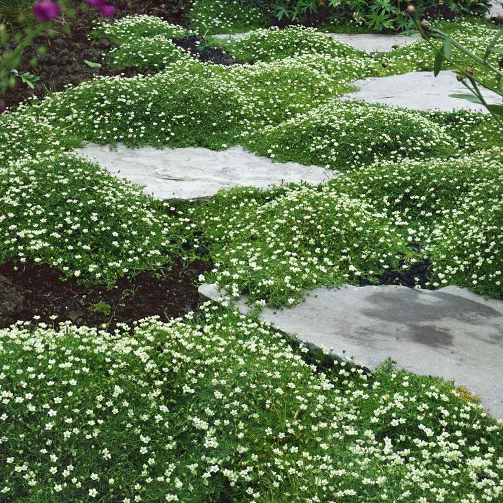 Irish Moss Ground Cover Plants & Seed