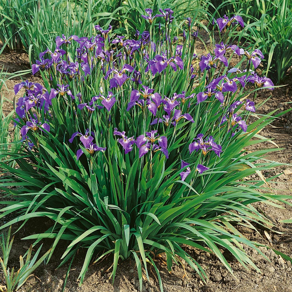 Iris Setosa Nana Flowering Plant