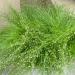 Isolepsis Live Wire Decorative Grass