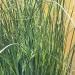 Juncus Pallidus Javelin Grass