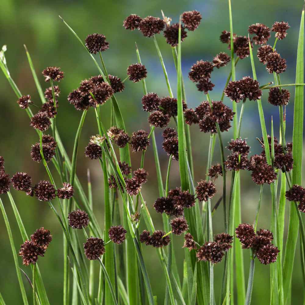 Juncus Ensifolius Seeds - Swordleaf Rush Ornamental Grass Seed