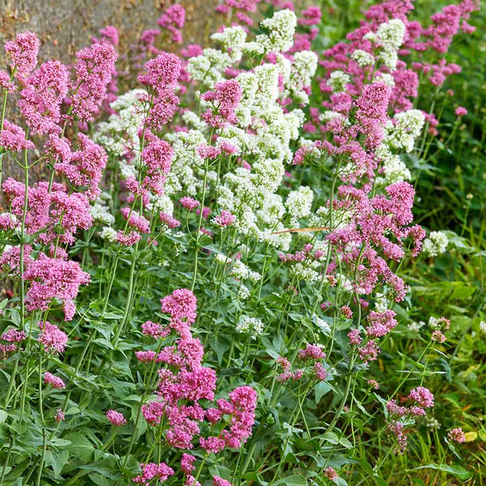 Drought Tolerant Jupiter's Beard Mix Centranthus Ruber Flower Seeds