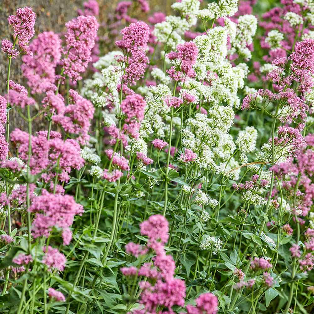 Drought Tolerant Jupiter's Beard Mix Centranthus Ruber Flower Seeds