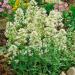 Centranthus Ruber Albus Container Plants