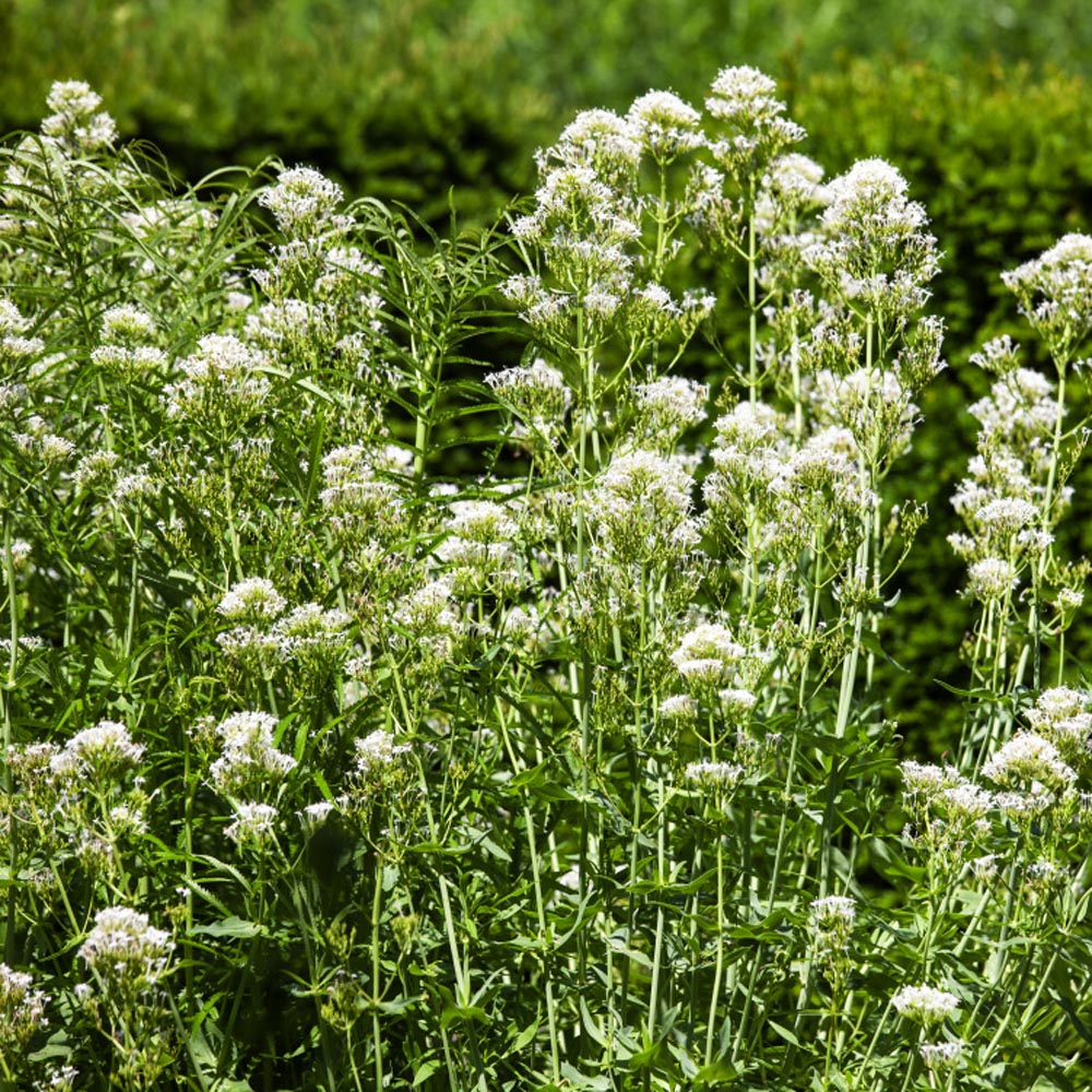 Jupiter's Beard Seeds Centranthus Ruber Albus White Valerian Flower