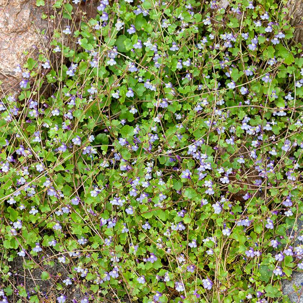 Cymbalaria Muralis Ground Cover