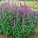 Agastache Rugosa Herbs