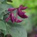 Lablab Hyacinth Bean Climbing Plants