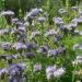 Lacy Phacelia Garden Plants