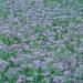 Phacelia Tanacetifolia Meadow