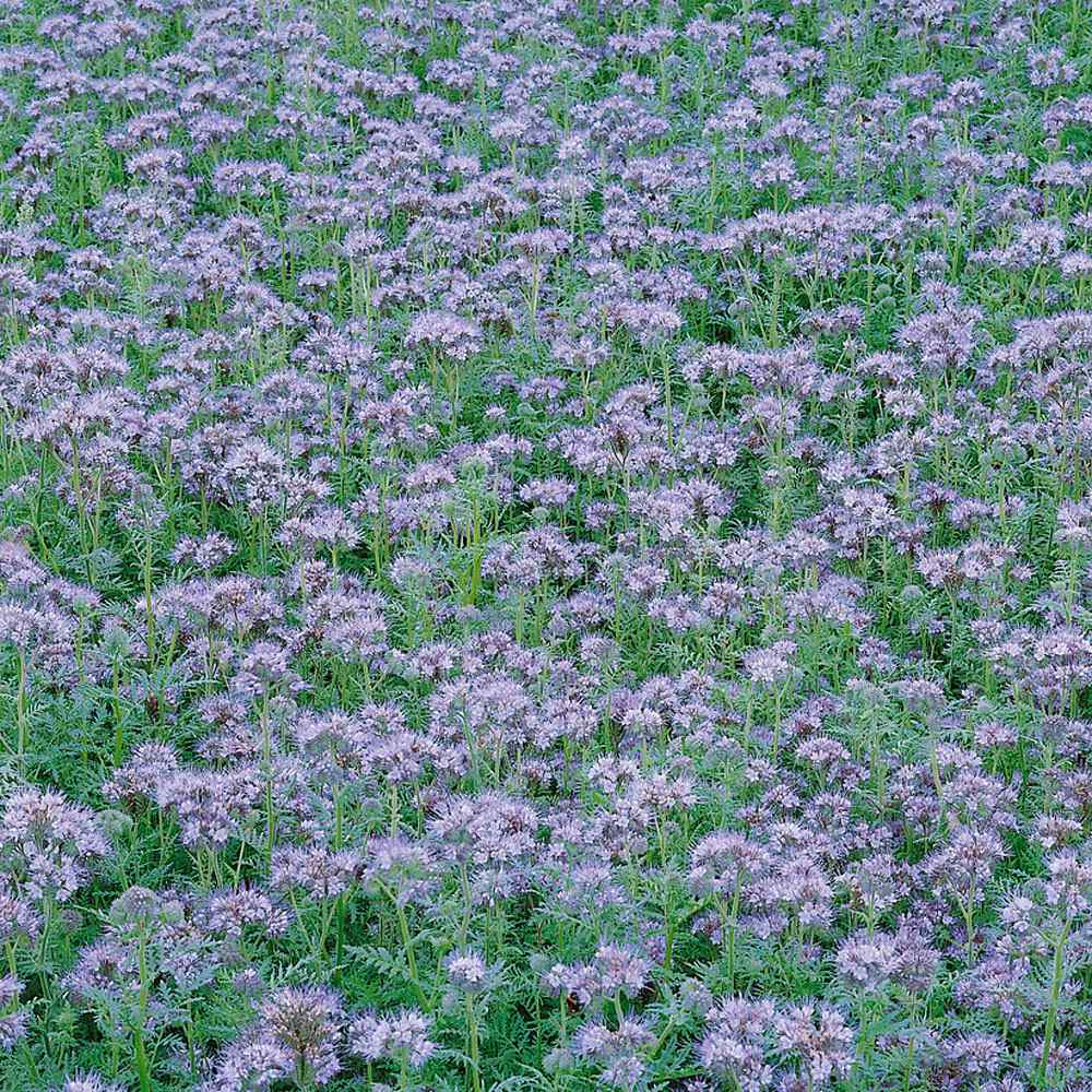 Phacelia Tanacetifolia Meadow
