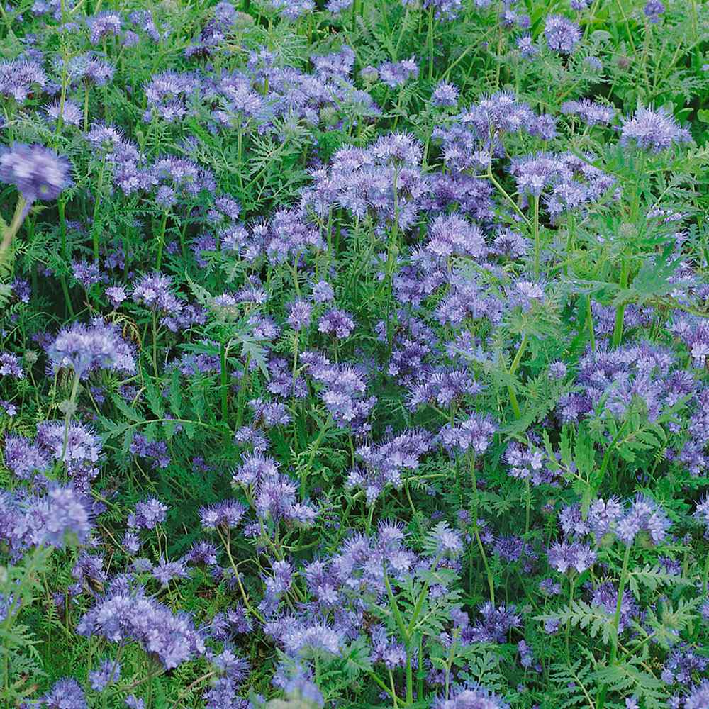 Phacelia Tanacetifolia