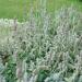 Lamb's Ear Plants