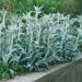 Lamb's Ear Plants