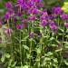 Perennial Stachys Macrantha Superba