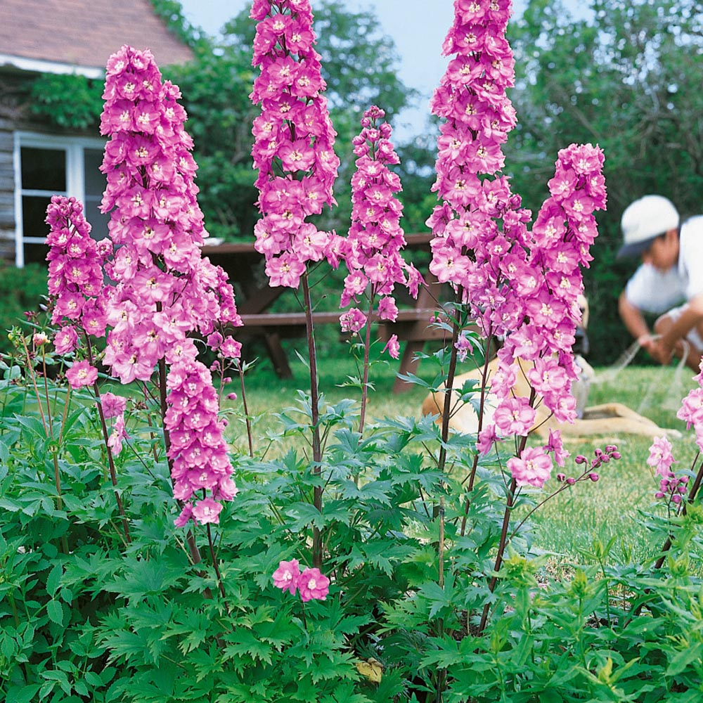 Delightful Garden Flower