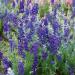 Delphinium Consolida Blue Spire