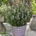 Lavandula Angustifolia Ellagance Snow